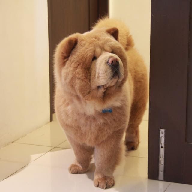 Chowder the Chow Chow